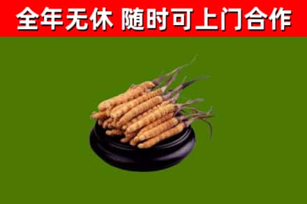 始兴县回收散虫草