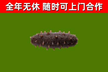 始兴县回收海参干